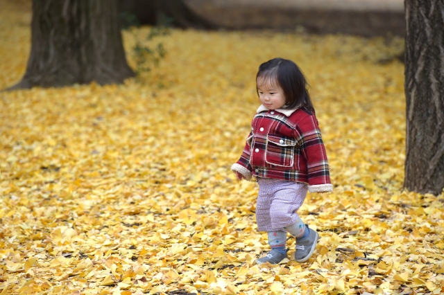 秋のイチョウが落ちている公園で歩く子どもの写真